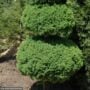 Spruce – Dwarf Alberta (Pom Pom) – #15 Container
